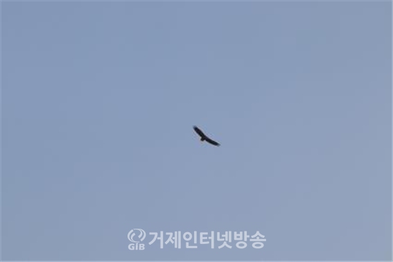 지난 1월 11일 사천에서 발견된 흰꼬리수리(사진/한려해상국립공원)
