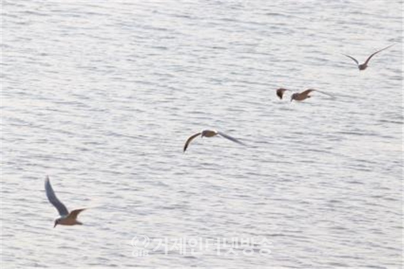 지난 1월 11일 사천에서 발견된 검은머리갈매기(사진/한려해상국립공원)