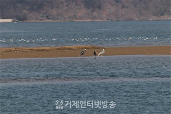 지난 1월 11일 사천 광포만에서 발견된 재두루미(사진/한려해상국립공원)