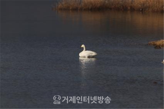 지난 1월 11일 남해 동대만에서 발견된 큰고니(사진/한려해상국립공원)