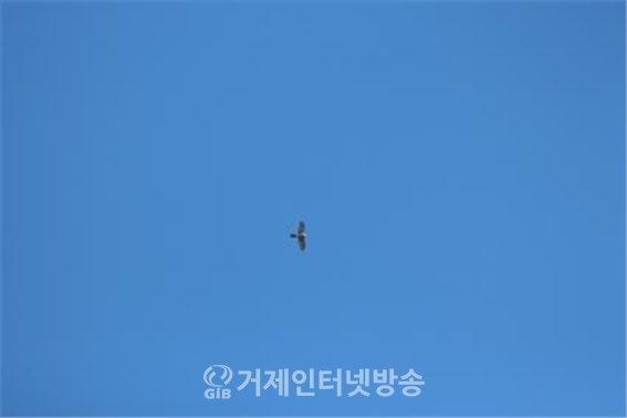 지난 1월 11일 사천에서 발견된 새매(사진/한려해상국립공원)