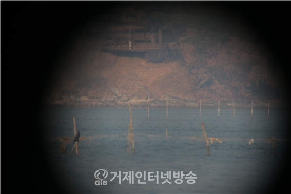 지난 1월 11일 사천 광포만에서 발견된 물수리(사진/한려해상국립공원)