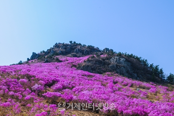 대금산 진달래 군락(사진 / 거제시청)