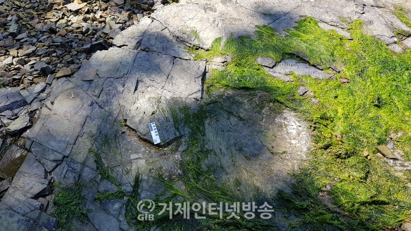 공룡발자국 화석(사진/김영춘)