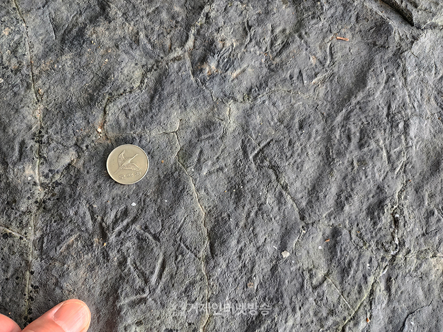 한국함안새 발자국 화석